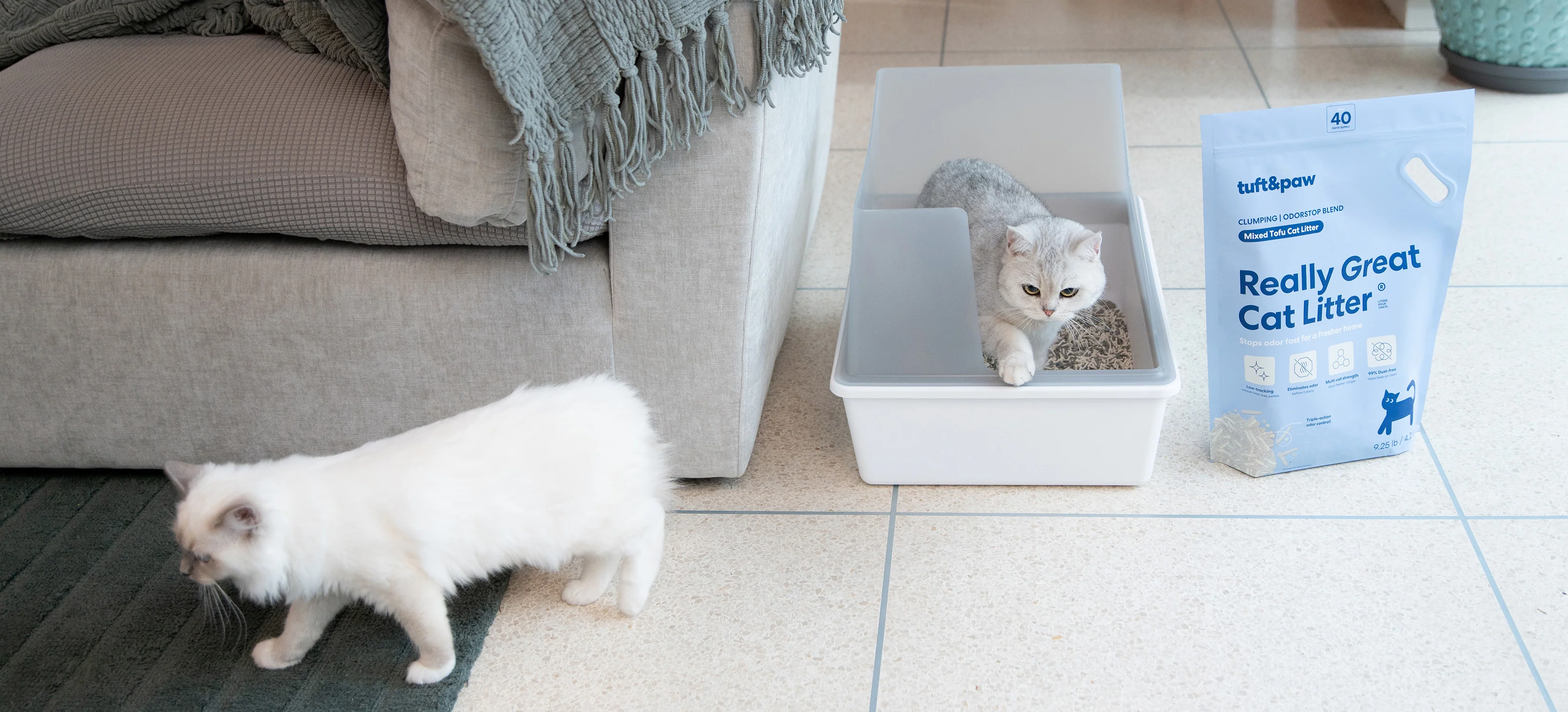 Elevated Care for Every Cat